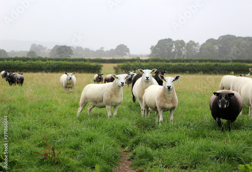 Herd of Sheep in a Field 