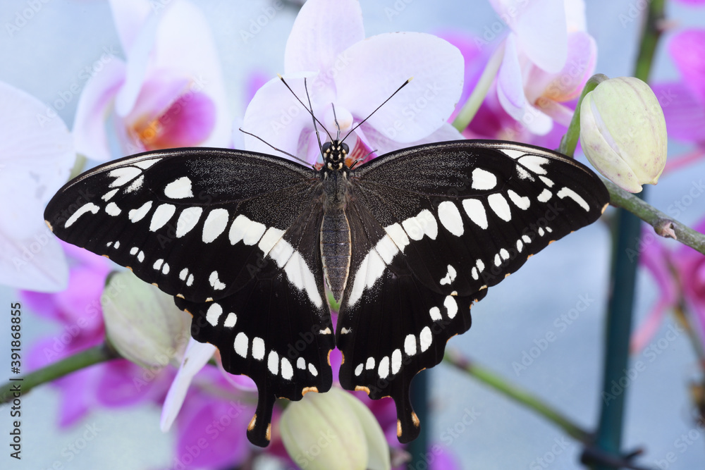 Tropical colorful butterfly resting on orchid flowers - obrazy, fototapety, plakaty 