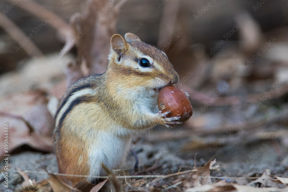 eastern chipmunk (Tamias striatus) in autumn eastern chipmunk (Tamias striatus) in autumn