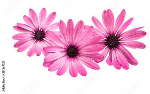 Osteospermum Daisy or Cape Daisy Flower