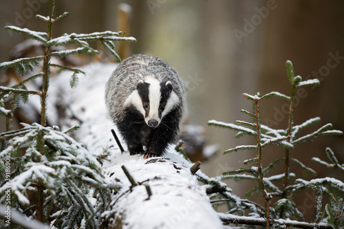 Photographie The European badger (Meles meles), also known as the Eurasian badger, is a badge