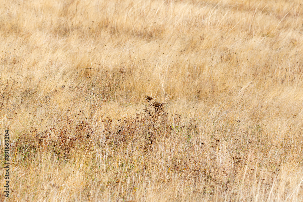 Naklejka premium Natural golden autumn dry grass meadow yellow orange vibrant grassland rural texture