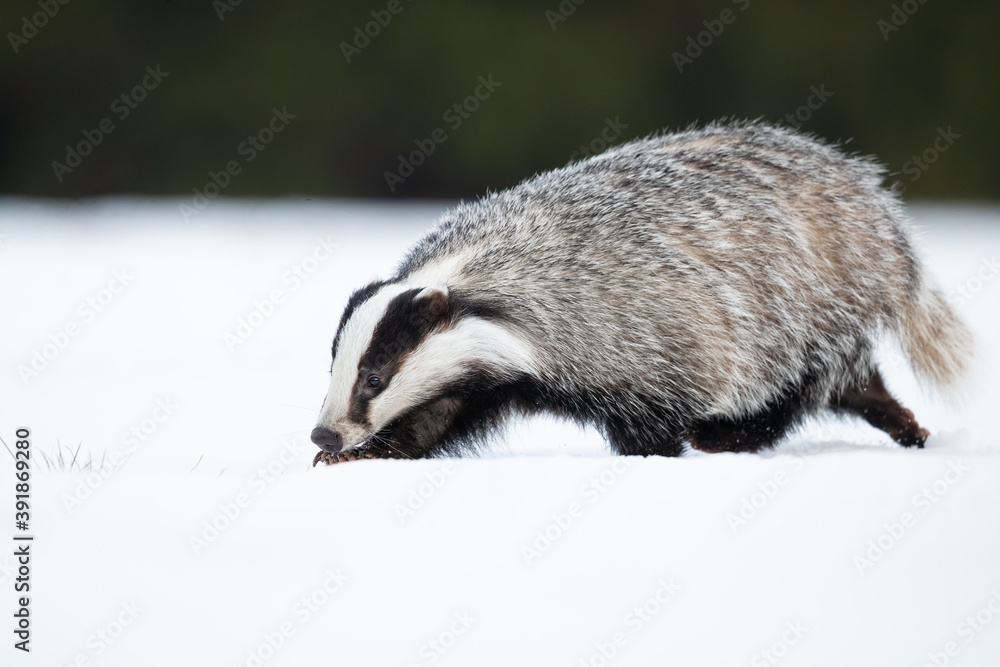 Obraz premium The European badger (Meles meles), also known as the Eurasian badger, is a badger species in the family Mustelidae native to almost all of Europe