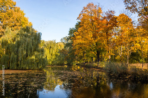 Autumn trees alley with colorful leaves in the park