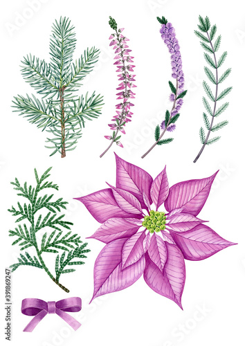 Watercolor hand drawn christmas plants heather, thuja, bow, Poinsettia. Can be used as print, postcard, invitation, greeting card, packaging design, textile, fabric, label, stickers, tatoo