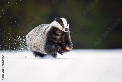 Photographie The European badger (Meles meles), also known as the Eurasian badger, is a badge