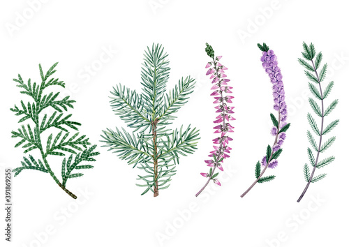 Watercolor hand drawn christmas plants heather, thuja, bow, Poinsettia. Can be used as print, postcard, invitation, greeting card, packaging design, textile, fabric, label, stickers, tatoo