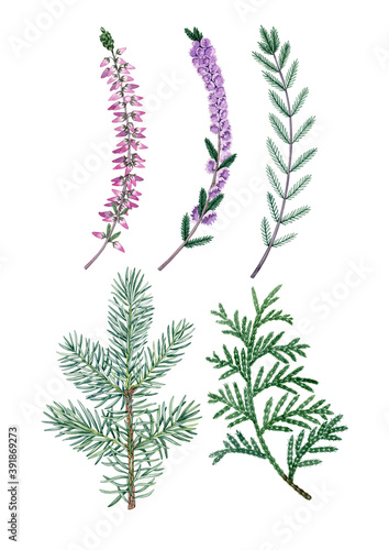 Watercolor hand drawn christmas plants heather, thuja, bow, Poinsettia. Can be used as print, postcard, invitation, greeting card, packaging design, textile, fabric, label, stickers, tatoo