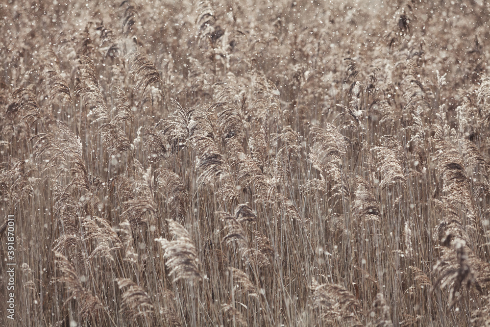 Fototapeta premium Abstract background of dry marsh reeds on a lake in late autumn during a snowfall. Backlight sunlight and snow. Neutral colors. Minimalistic concept