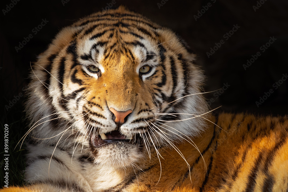 Obraz premium he Bengal tiger is a tiger from a specific population of the Panthera tigris tigris subspecies that is native to the Indian subcontinent
