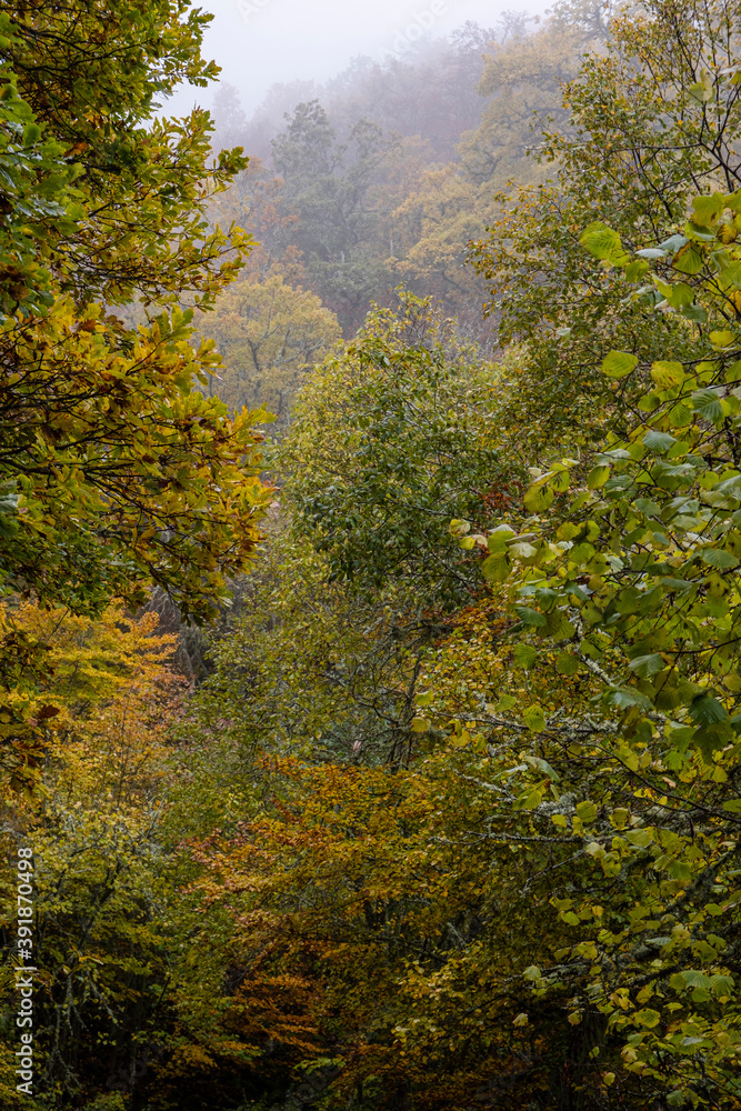 Pardomino Forest, Picos de Europa Regional Park, Boñar, Castilla-Leon, Spain