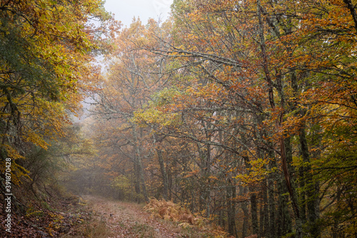 Pardomino Forest, Picos de Europa Regional Park, Boñar, Castilla-Leon, Spain