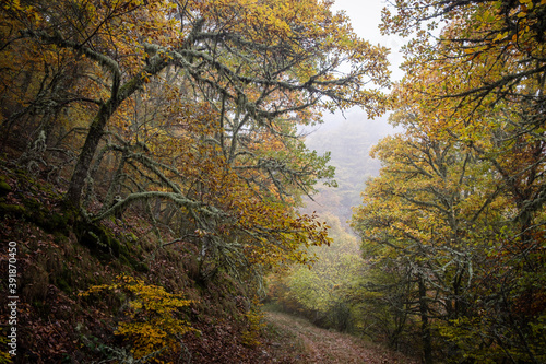 Pardomino Forest  Picos de Europa Regional Park  Bo  ar  Castilla-Leon  Spain