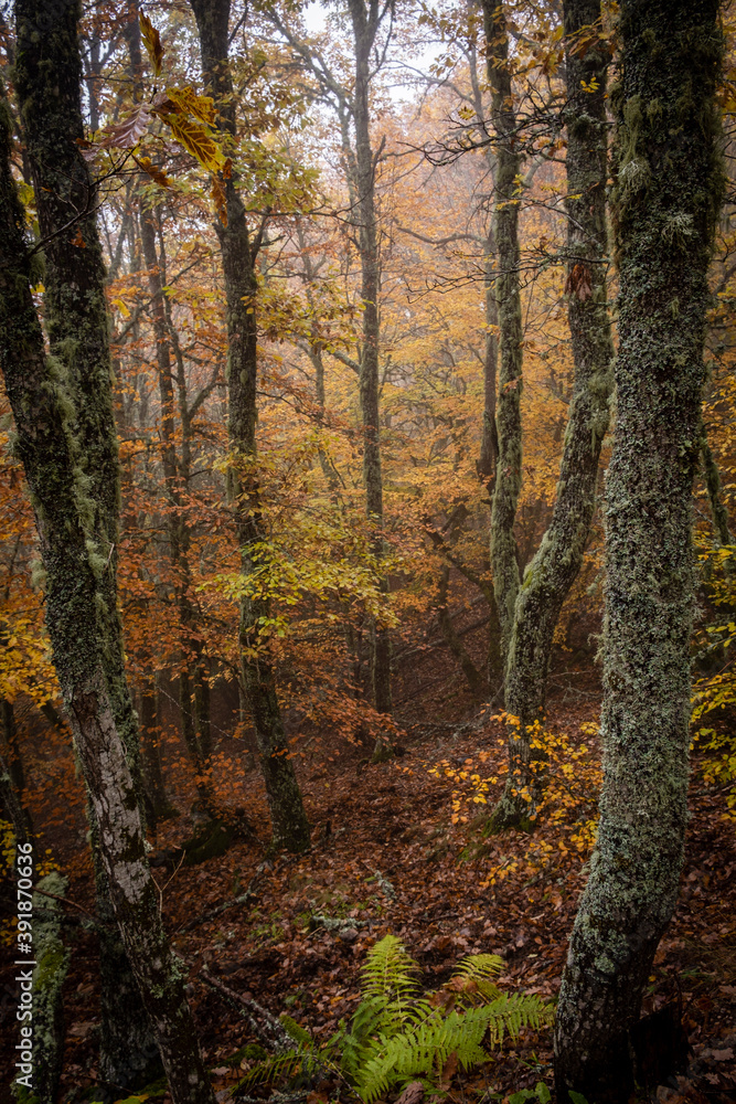 Pardomino Forest, Picos de Europa Regional Park, Boñar, Castilla-Leon, Spain