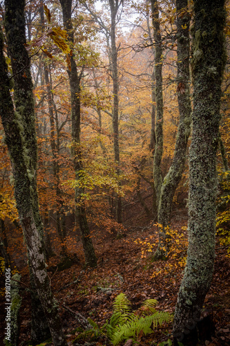 Pardomino Forest  Picos de Europa Regional Park  Bo  ar  Castilla-Leon  Spain