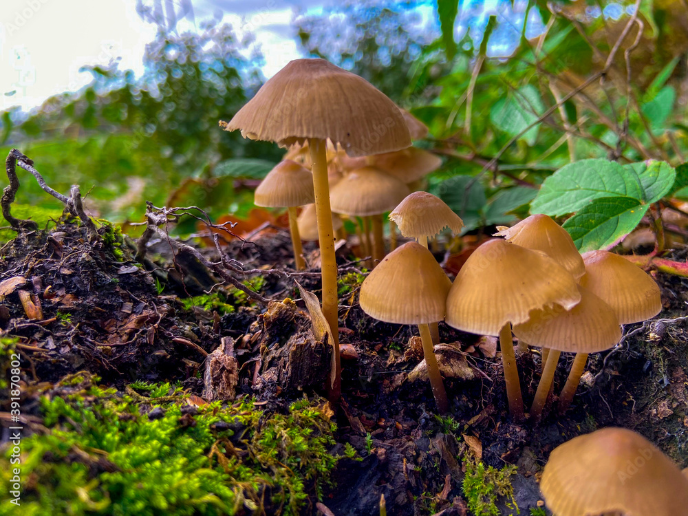 a group of mushrooms