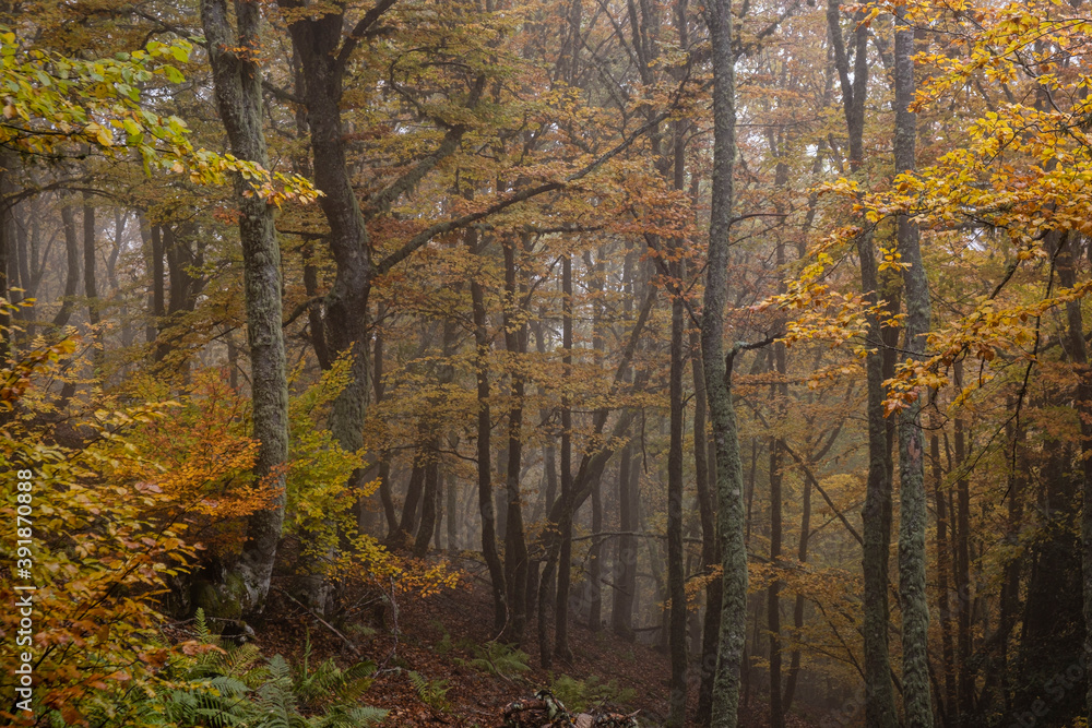 Pardomino Forest, Picos de Europa Regional Park, Boñar, Castilla-Leon, Spain