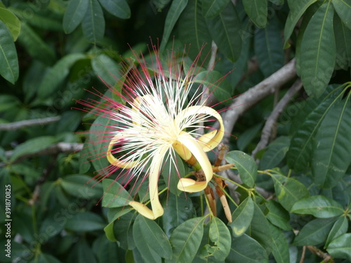 Flowering of the Pseudobombax munguba, Malvaceae family. Amazon, Brazil photo