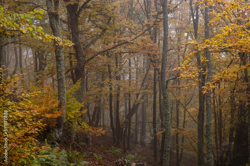 Pardomino Forest, Picos de Europa Regional Park, Boñar, Castilla-Leon, Spain