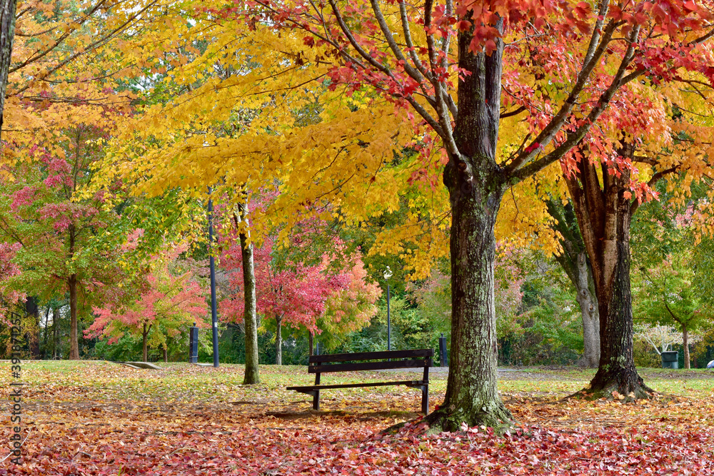 Bench scene during fall at a park