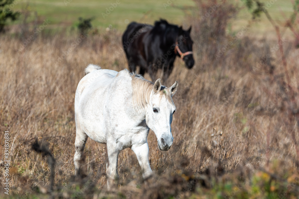 Obraz premium Beautiful stallion horse galloping in golden natural dry autumn tall grass near forest on a ranch