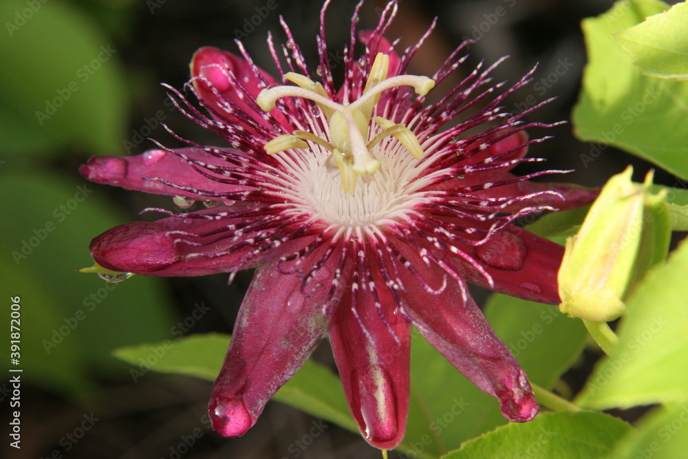 Purple passion flower Purple passion flower