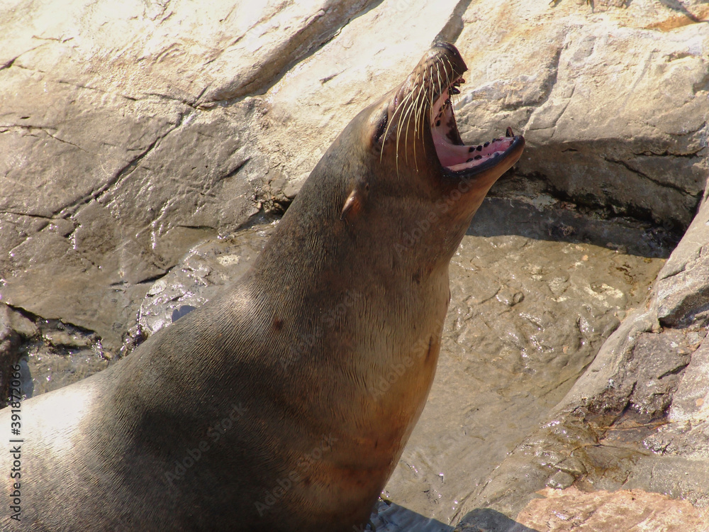 Angry Sea Lion on rocks with teeth showing Angry Sea Lion on rocks with teeth showing