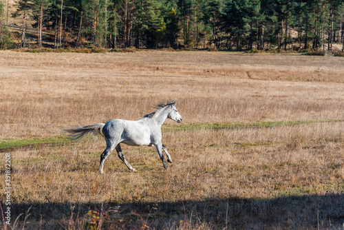 White horse stallion run gallop in golden autumn grass warm sun landscape space for text
