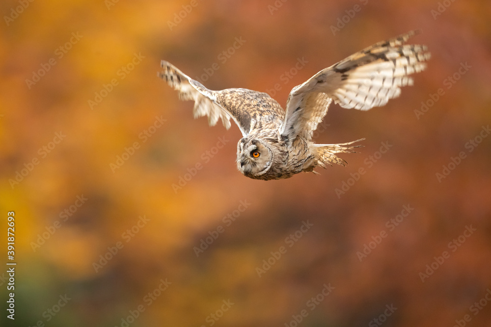 Obraz premium This species is a rather slim and long winged owl with usually prominent erectile ear tufts, which are positioned closer to the center of the head than in many other types of owl. 
