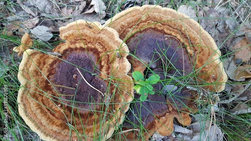 mushrooms on the tree