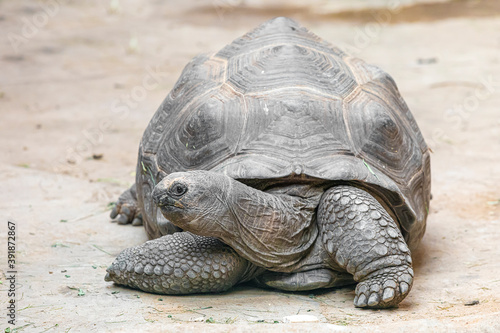 Aldabra giant tortoise (Aldabrachelys gigantea)