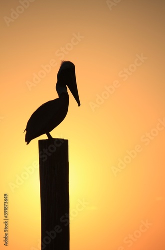 Perched pelican