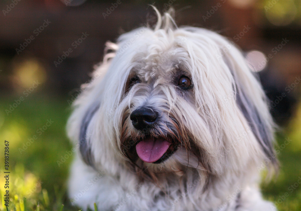 Portrait von einem Coton de Tulear Hund