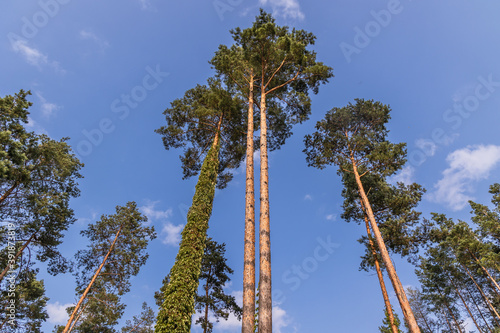 Fototapeta Naklejka Na Ścianę i Meble -  Pine trees on the shore of Narie lake of Ilawa Lake District in Kretowiny, small village in Warmia Mazury region of Poland