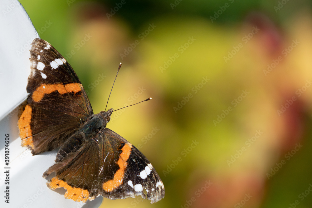 A Close Up Of A Red Admiral Butterfly A Close Up Of A Red Admiral Butterfly