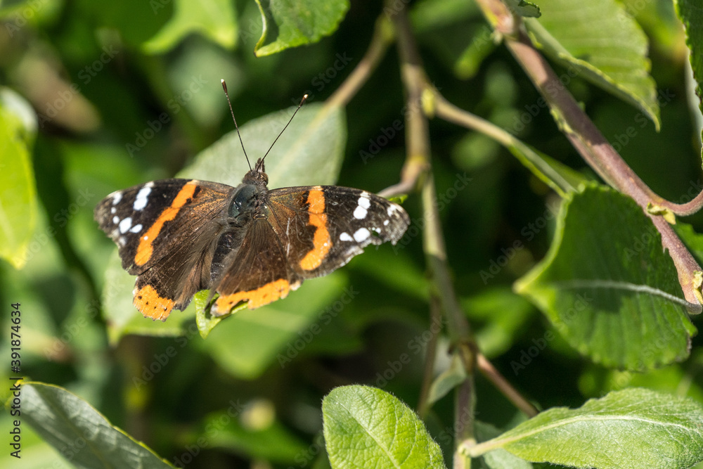 A Close Up Of A Red Admiral Butterfly