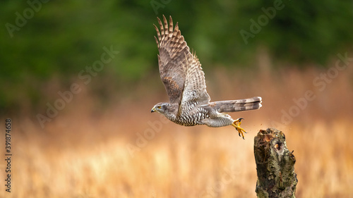 Northern goshawks can be found in both deciduous and coniferous forests. While the species might show strong regional preferences for certain trees