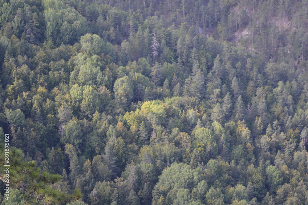 Do you feel the forest ? Do you feel the forest ?