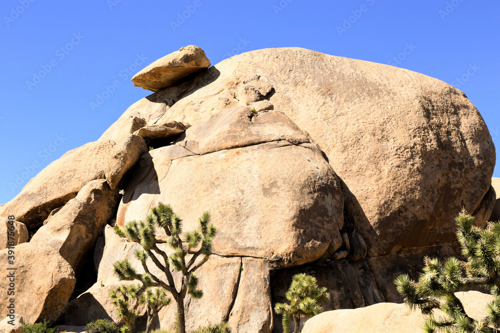 sunny afternoon at Joshua tree national park sunny afternoon at Joshua tree national park