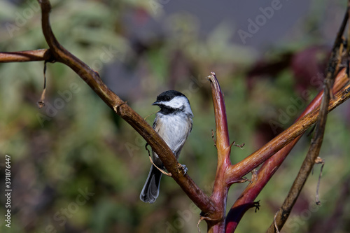 Blacked-capped chickadee on a branch on a sunny autumn day. They are a small, non-migratory North American songbird that lives in deciduous and mixed forests.
