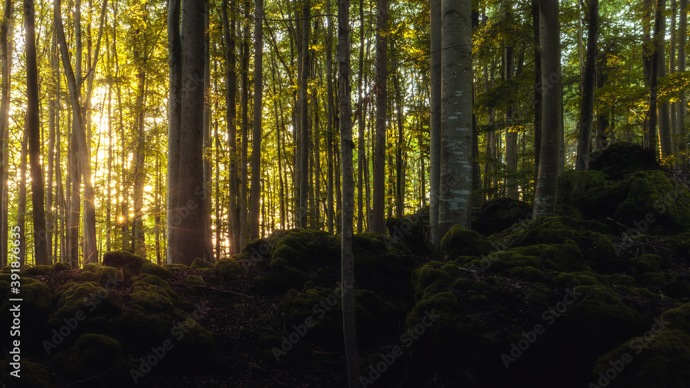 Fränkischer Sommerwald bei Sonnenuntergang