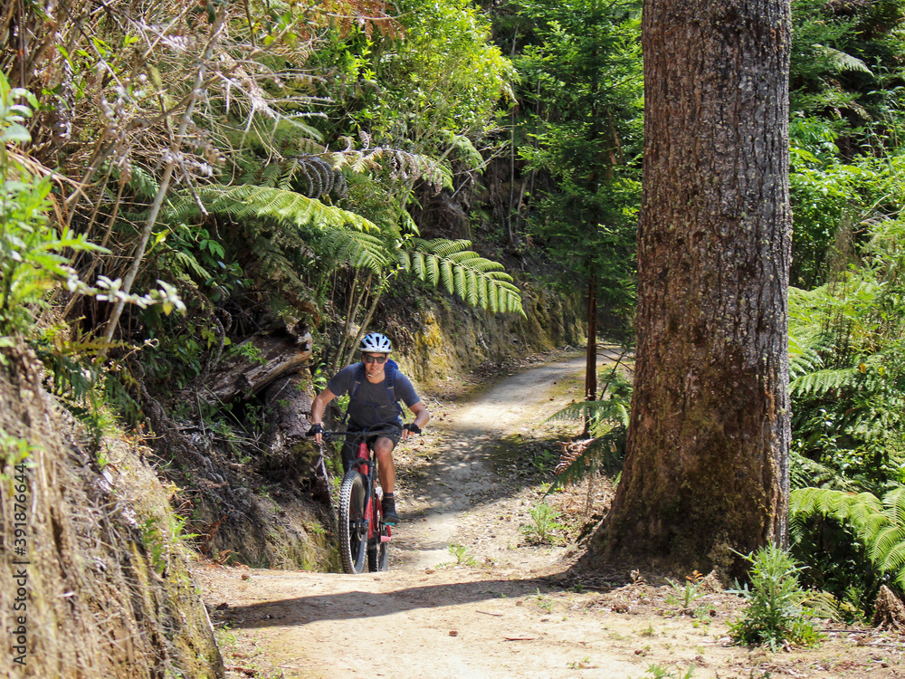 mountainbiking in the new zealand redwood forest