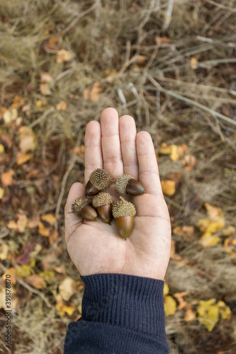 Foto Mano cogiendo bellotas en un bosque en otoño