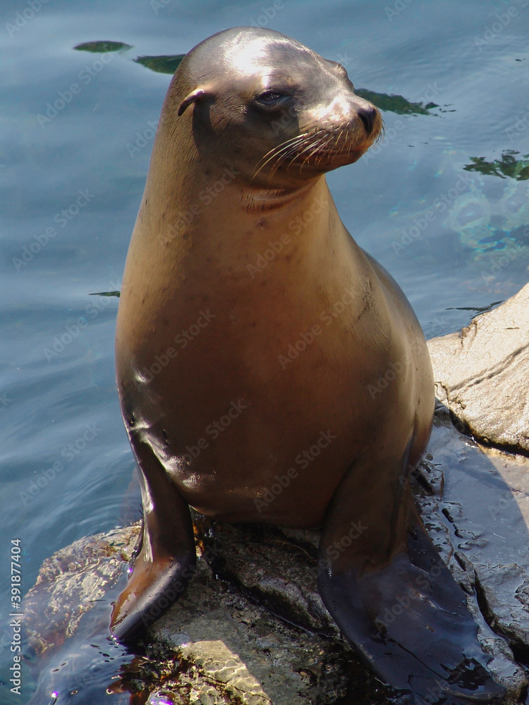 Fototapeta premium Sea Lion on the rocks with ocean behind.