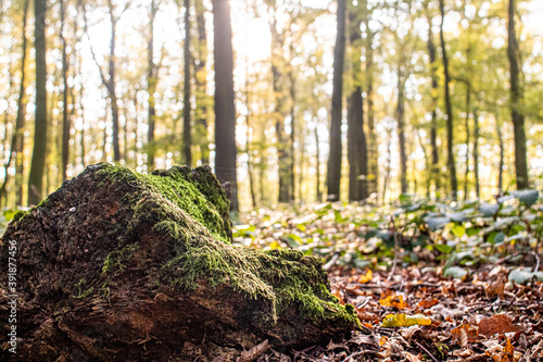 mossy tree roots in the forest
