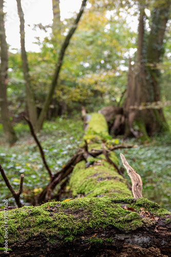 mossy tree trunk in the green forest