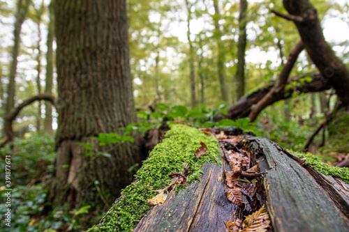 leaf on a mossy tree