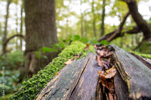 leaf on a mossy tree