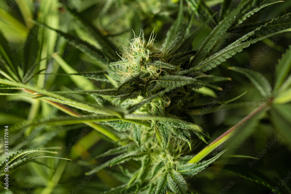Marijuana leaves and bud, cannabis on a dark background. Marijuana leaves and bud, cannabis on a dark background.