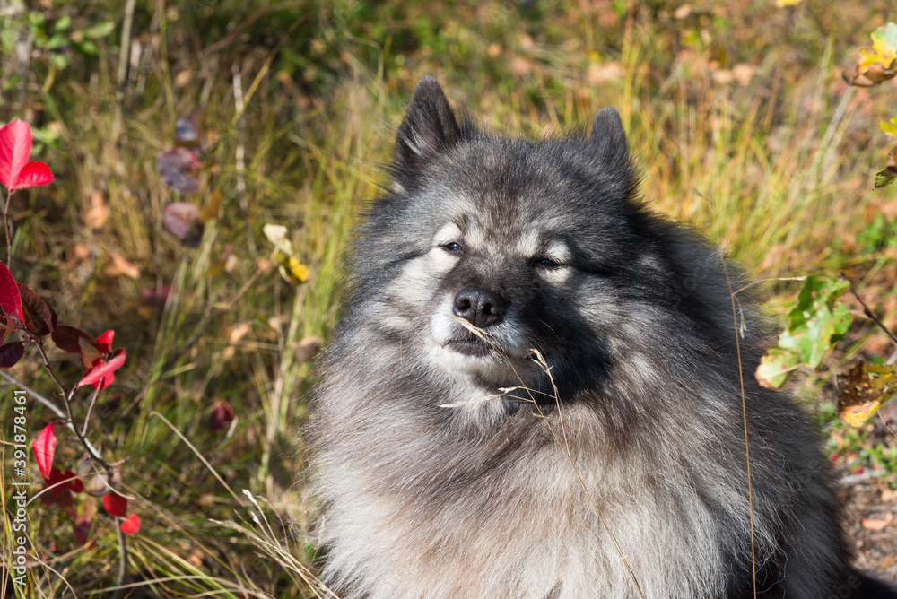 Keeshond sits on a sun-drenched edge in the autumn forest among bushes with red leaves Keeshond sits on a sun-drenched edge in the autumn forest among bushes with red leaves